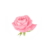 غذاء 7